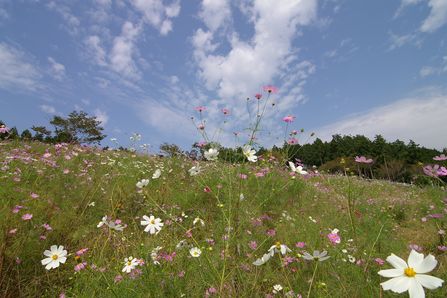  DA 12-24mm F4.0 ED/AL ͷٷ