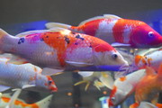 尼康D40X样张