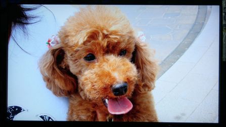 索尼液晶电视52X300A色彩