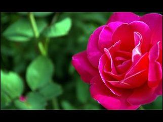 2008MP4󽹵Ļ