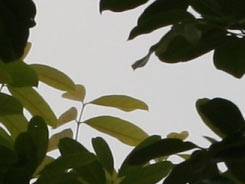 佳能小小白