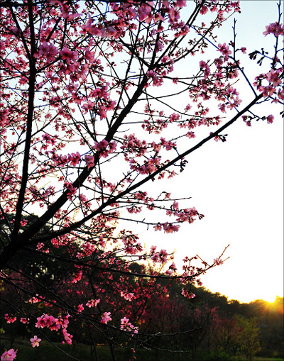 樱花
