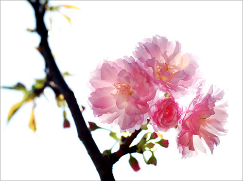 樱花