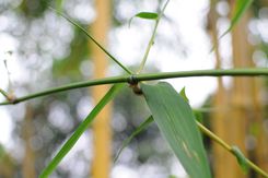 尼康35/1.8G镜头首发评测
