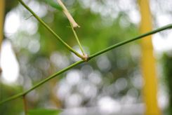 宾得DA 40mm F2.8饼干镜头评测