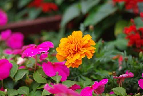 宾得DA 40mm F2.8饼干镜头评测