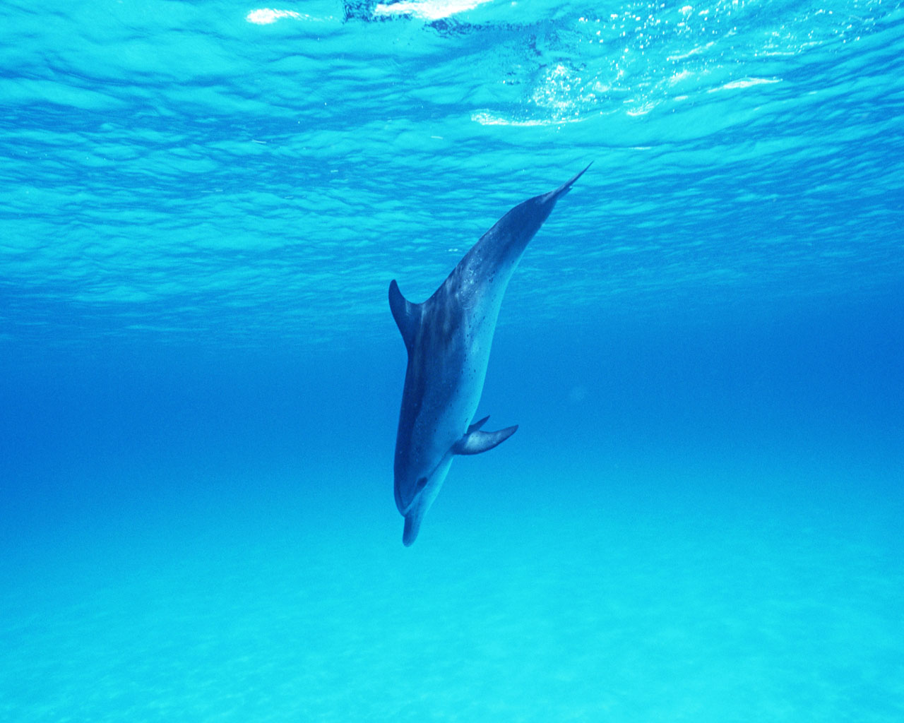 海豚写真