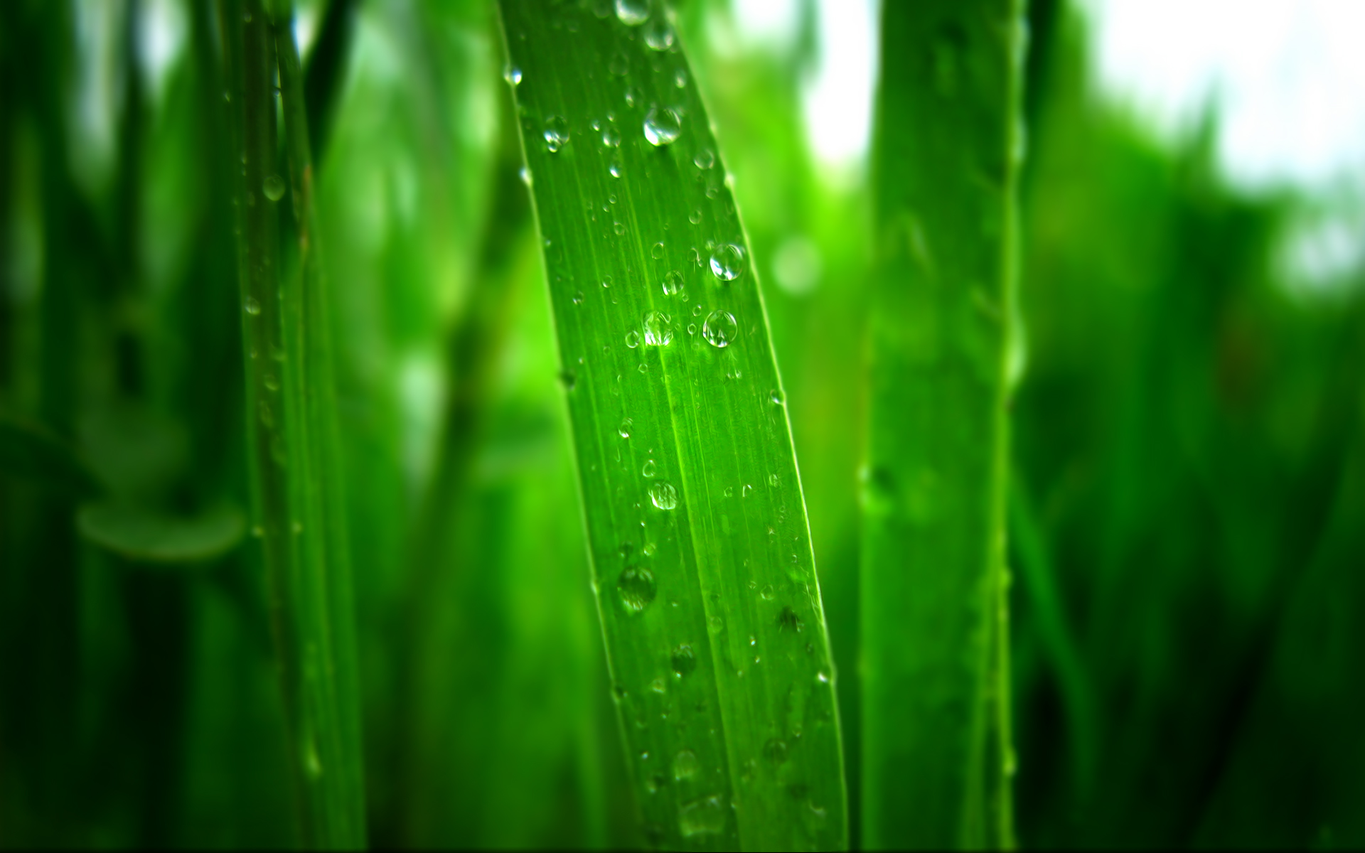 高清晰宽屏植物桌面壁纸