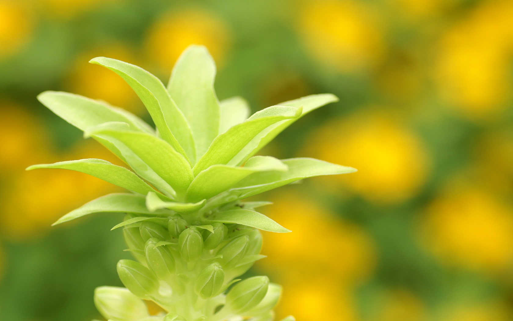 灿烂花朵特写壁纸