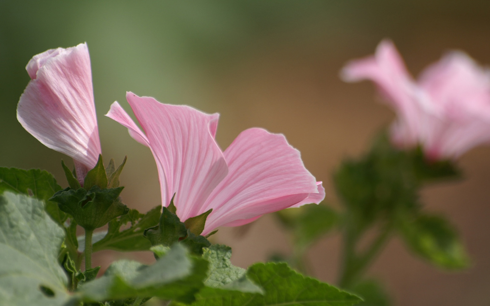 灿烂花朵特写壁纸