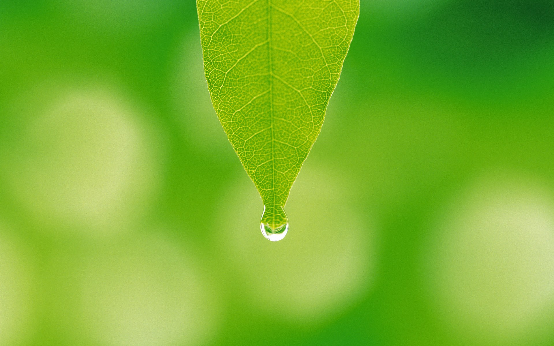 夏日气息!清新绿叶高清壁纸