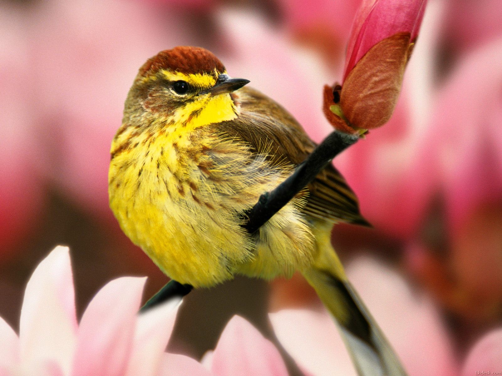 可爱小鸟漂亮鸟类写真壁纸