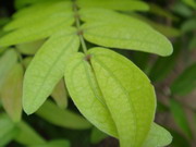 索尼T70评测样张