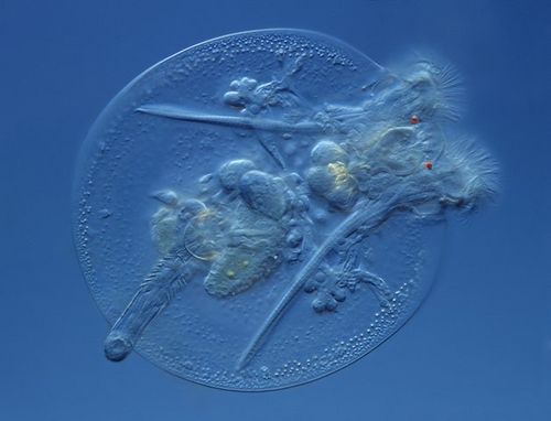 2007尼康微观摄影比赛获奖作品