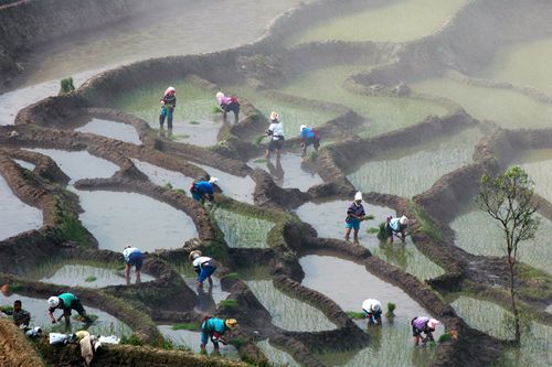 云阳梯田图赏4 云阳梯田图赏4