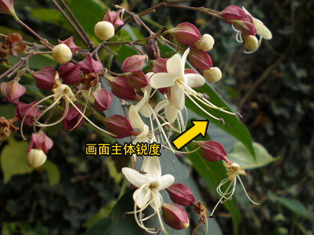 轻薄时尚卡西欧Z77评测