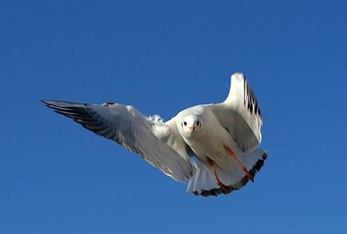 寂寞在唱歌(图5) 寂寞在唱歌(图5)