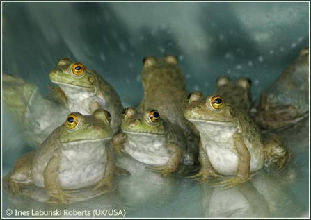 2007英国野生生物摄影奖作品欣赏