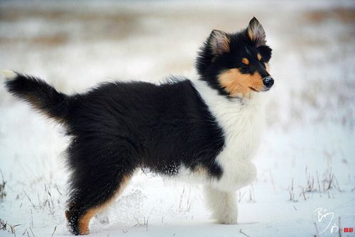 雪之贵族牧羊犬(图10)