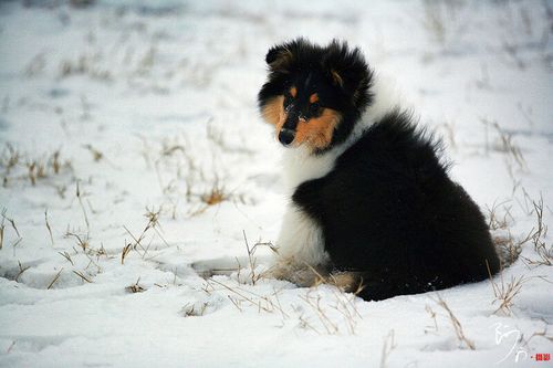 雪之贵族牧羊犬(图11)