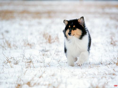 雪之贵族牧羊犬(图12)