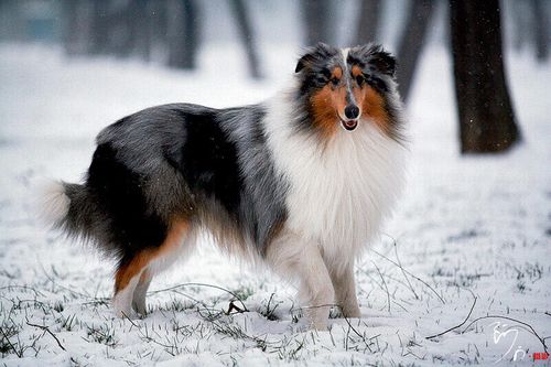 雪之贵族牧羊犬(图2)