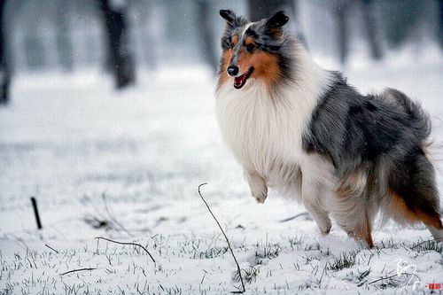 雪之贵族牧羊犬(图3)