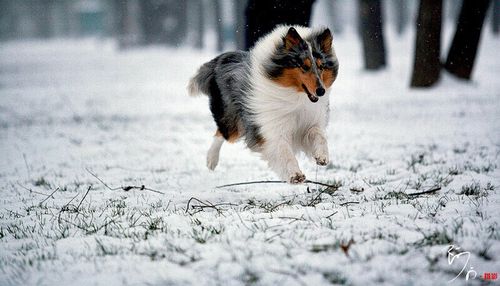 雪之贵族牧羊犬(图4)