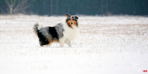 雪之贵族牧羊犬(图5)