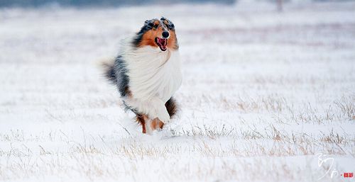 雪之贵族牧羊犬(图6)