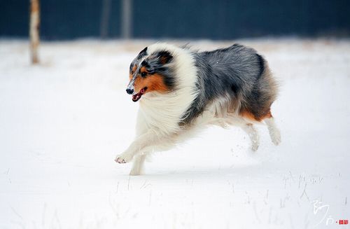 雪之贵族牧羊犬(图7)
