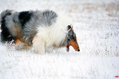 雪之贵族牧羊犬(图8)