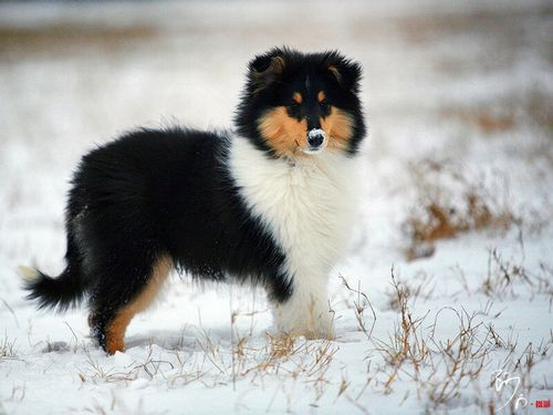 雪之贵族牧羊犬(图9)