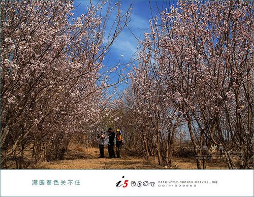 鲁克沁镇杏园采花记(图16)