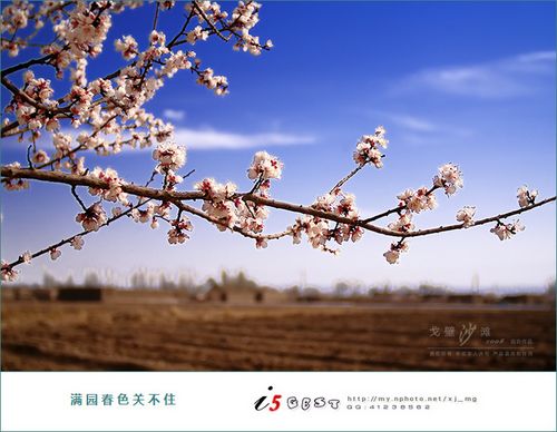 鲁克沁镇杏园采花记(图4)