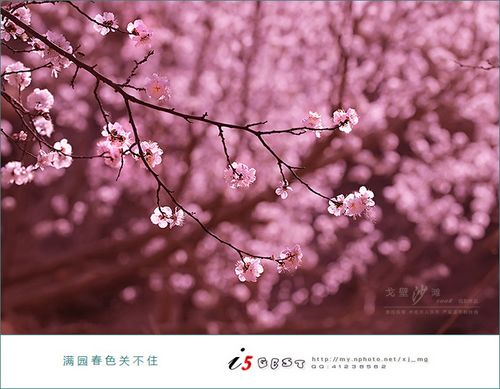 鲁克沁镇杏园采花记(图5)