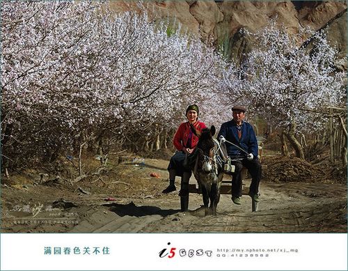 鲁克沁镇杏园采花记(图6)