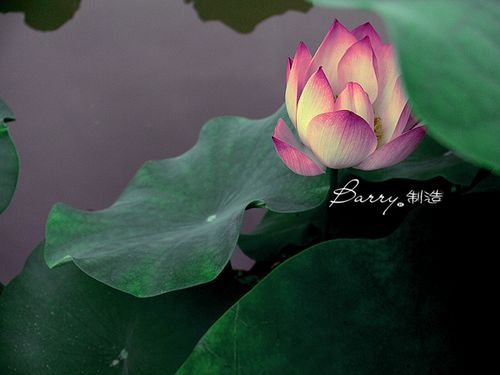 爱莲说(图4)
