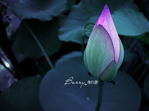 爱莲说(图5)
