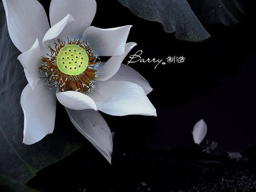 爱莲说(图6)