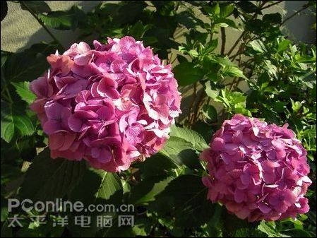 理光 R8拍照样张