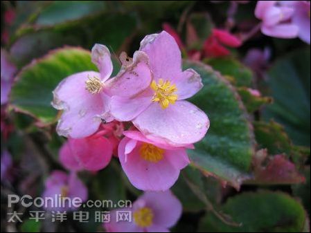 佳能 IXUS 960 IS