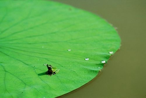 国家地理色彩之绿色篇6