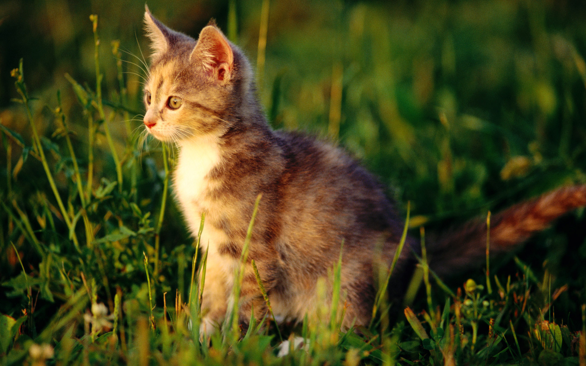 壁纸 可爱的两只小猫，在草地上行走 5120x2880 UHD 5K 高清壁纸, 图片, 照片