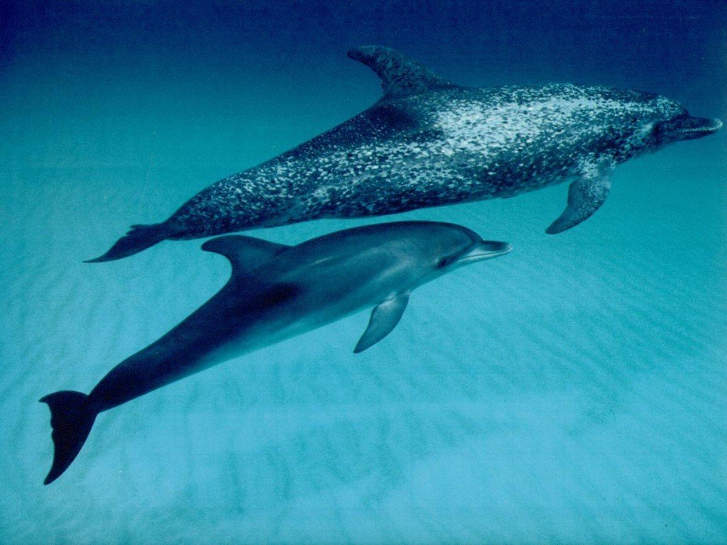 海豚和白鲸图片对比图片