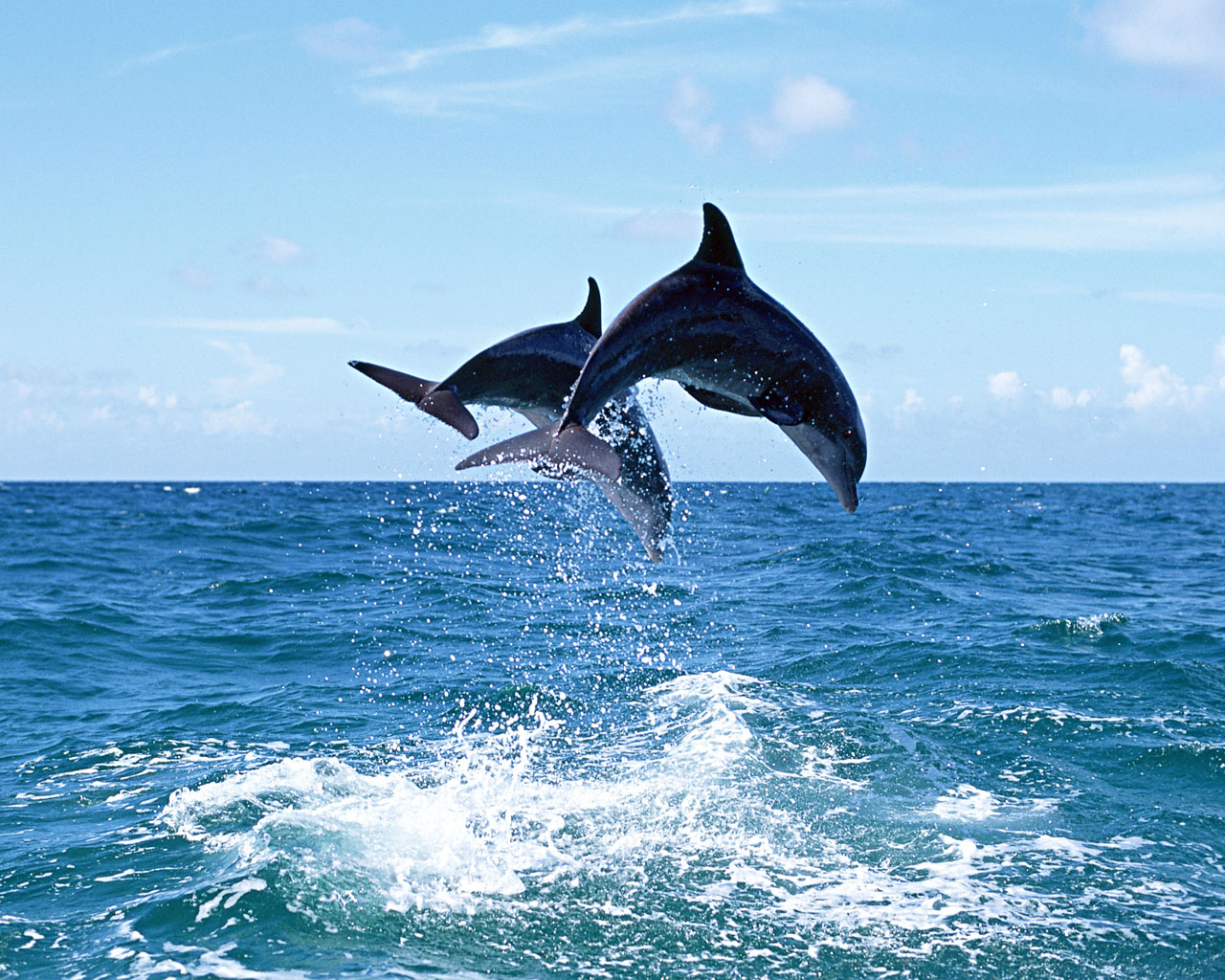 海洋动物海豚图片大全 - 25H.NET壁纸库