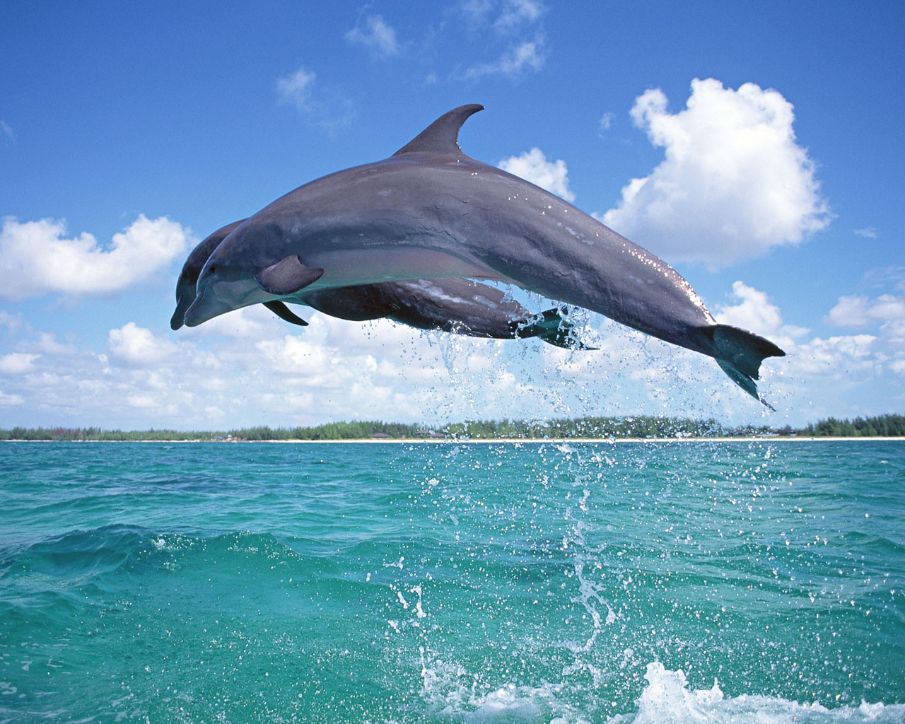 逼真的蓝海海豚亲子素材下载