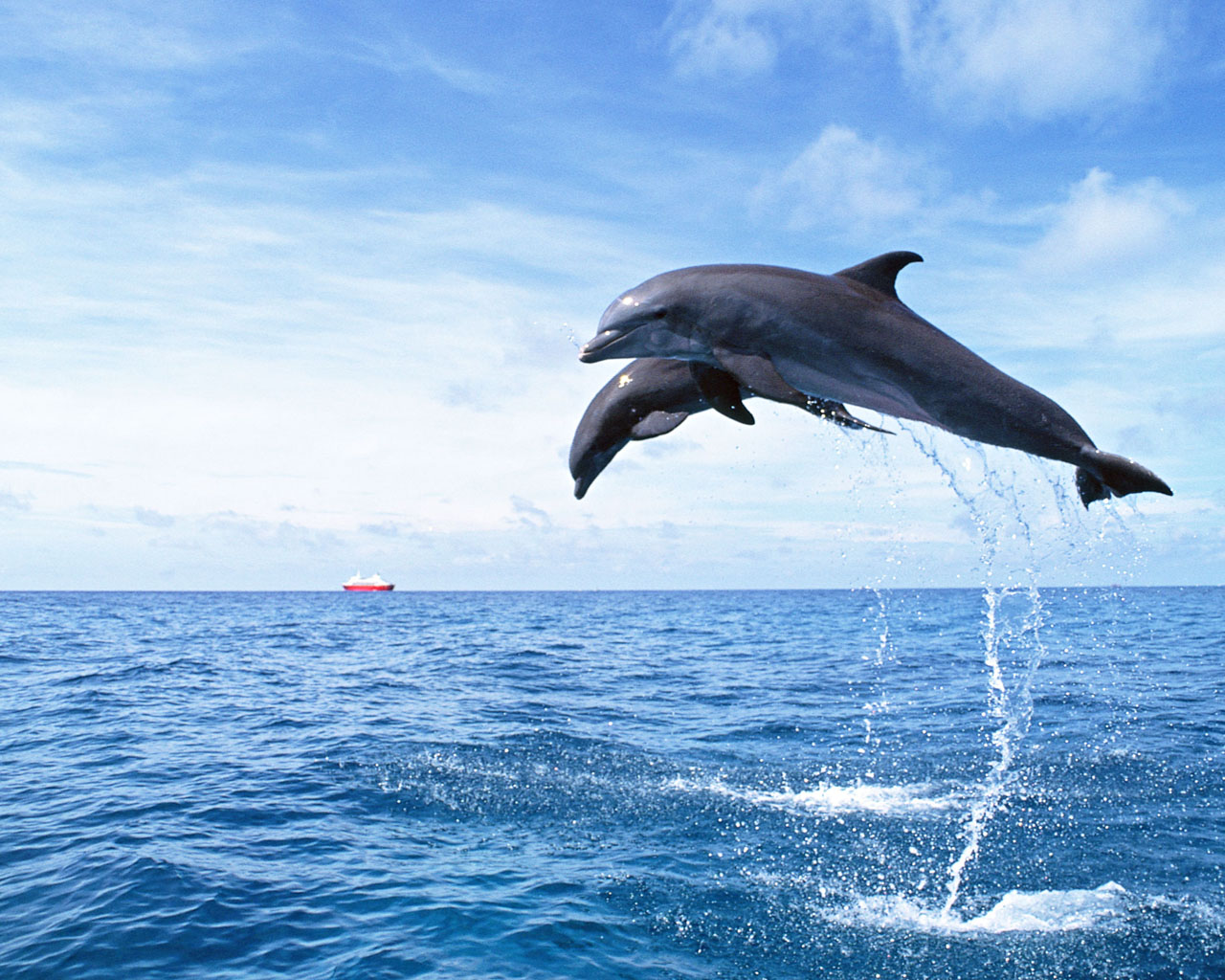 海豚百科-海豚天敌|图片-排行榜123网