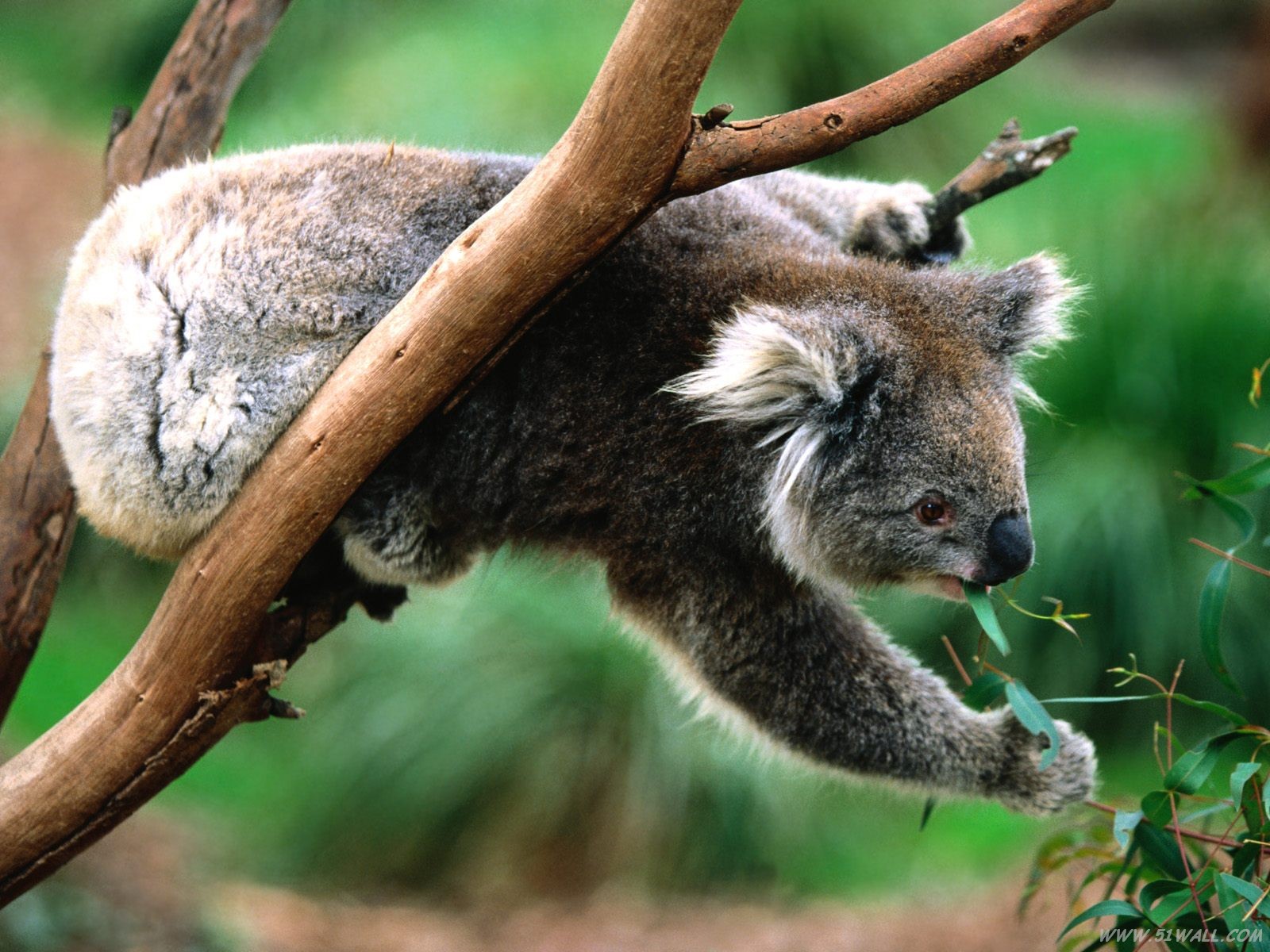 澳洲野生動物