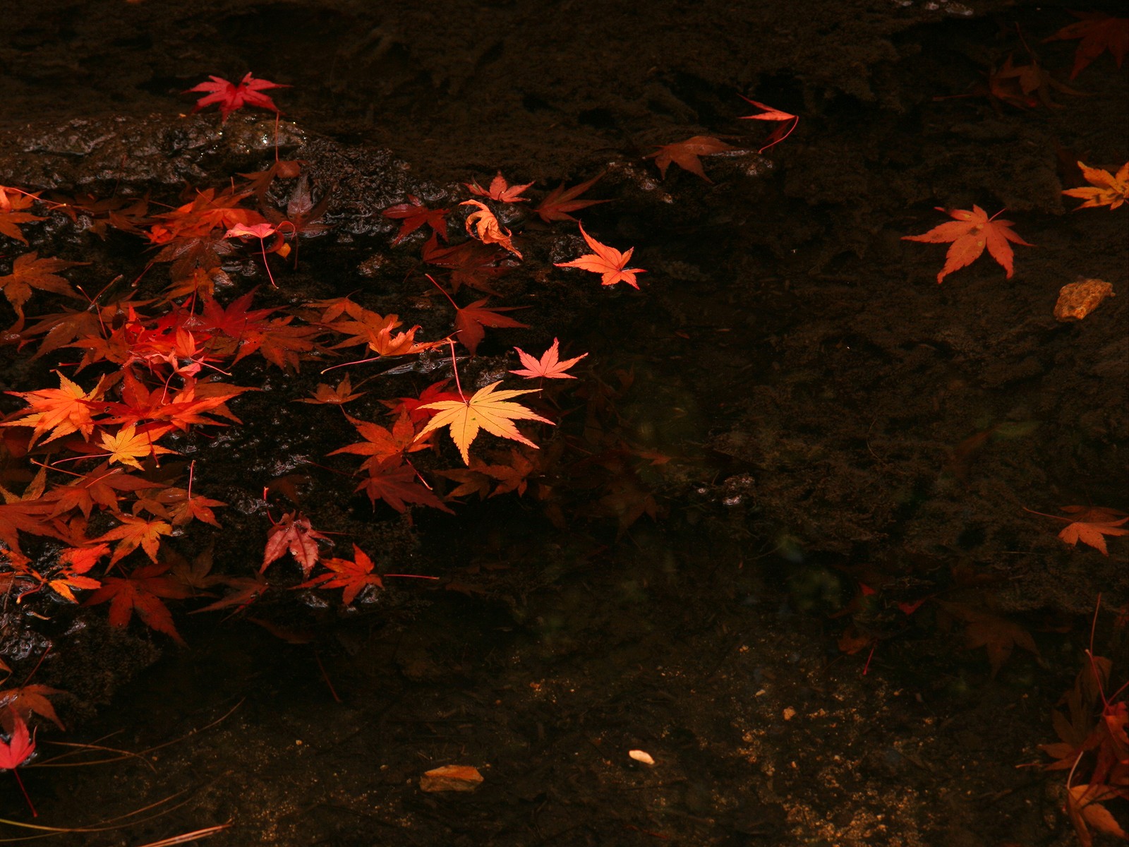 秋天枫叶高清图片下载-正版图片500539376-摄图网